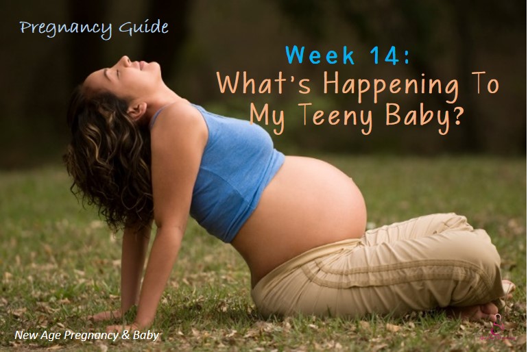 week to week pregnancy guide for new parents