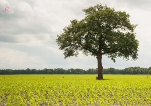 field with tree