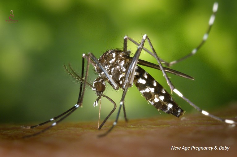 aedes mosquitoes and zika mosquitoes